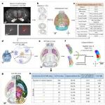Nat Neurosci | 为什么大脑独一无二？复旦大学彭汉川团队揭示树突微环境脑图谱构建机制
