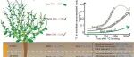 New Phytologist | 新疆生地所曾凡江研究员团队揭示荒漠深根植物驱动干旱区土壤有机碳形成的主导路径