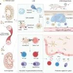 ACS Nano：模拟中性粒细胞颗粒的乳剂可通过皮下疫苗接种诱导胃肠道免疫反应以对抗幽门螺杆菌