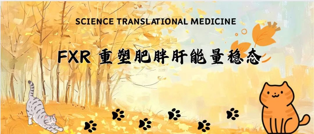 Science Translational Medicine：FXR重塑肥胖肝能量稳态