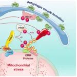 Autophagy | 中国医科大学曹流团队发现调控线粒体自噬的新机制