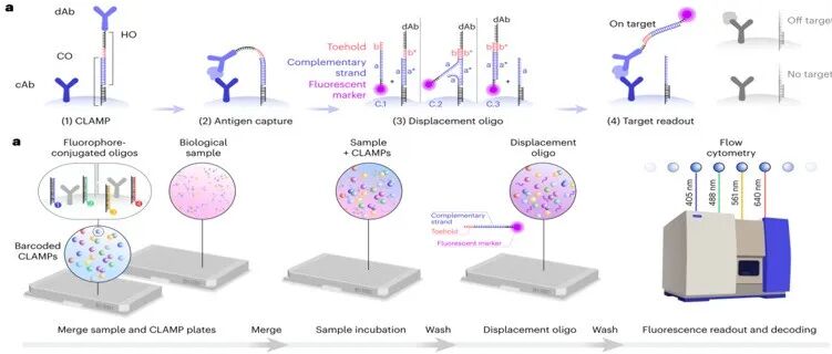 Nat. Methods ¦ nELISA：一种高通量、高多重的平台，可以对炎症分泌组进行定量分析