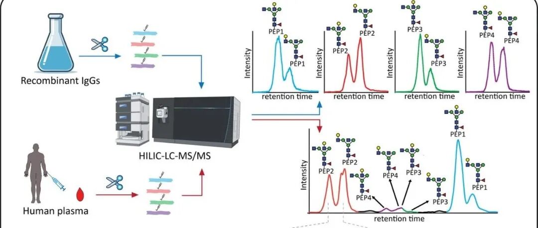ACS Central Science|揭示人类IgG亚类N-糖基化结构元件上的差异