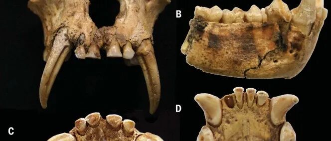 秦始皇祖母陵中的猿骨，靠牙齿揭开了一桩千年谜案？！