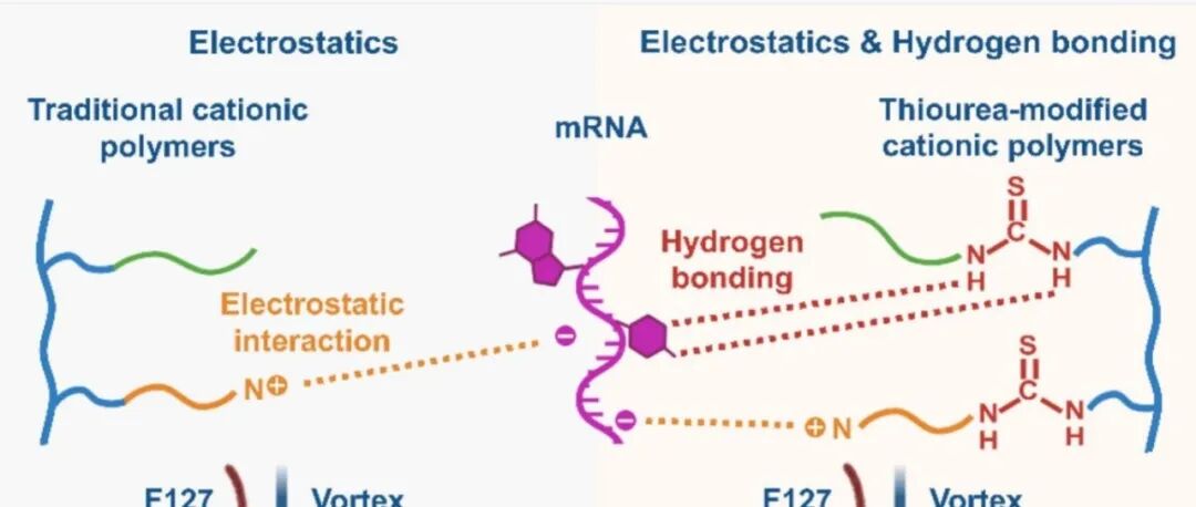 【JCR】：硫脲改性多聚L-赖氨酸载体，通过多重氢键相互作用实现安全稳健的mRNA疫苗治疗