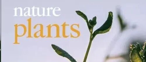 太炸裂了！5篇Nature齐发，破解植物科学领域百年难题！