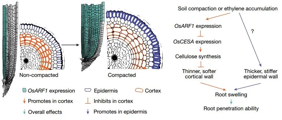 上海交通大学最新Nature