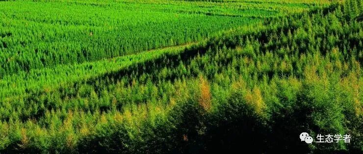 华东师范大学黎绍鹏团队毕业博士生一作在《Nature Communications》上发文，揭示全球外来归化植物分布的关键机制