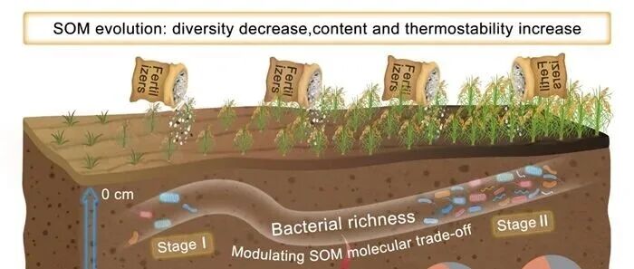 Nature Food | 南土所李忠佩团队、颜晓元团队等在土壤有机质分子多样性和热力学稳定性时间演替研究取得进展