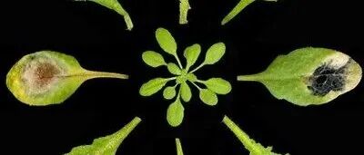 南京师范大学孙林华与北京大学邓兴旺院士团队在《PNAS》发表重要研究成果，建立植物Fiber-seq