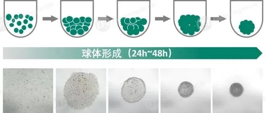 均一细胞球体批量制备利器- SpheroX™超低粘附96U型孔板
