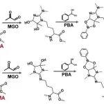 J. Am. Chem. Soc. | 通过pH调节甲基乙二醛反应性解码精氨酸二甲基化异构体