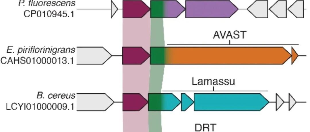 Science | 细菌抗病毒免疫系统中核酸酶-蛋白酶对的反复获取与保守激活机制