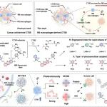 JACS：响应型光敏剂前体可逆转药物引起的继发性免疫抑制作用