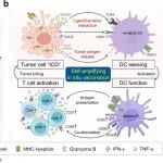Nano Lett：肿瘤靶向细菌疫苗可诱导原位免疫原性细胞死亡以用于癌症免疫治疗