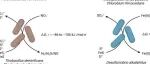 华中农业大学在Cell Host & Microbe发表展望“铁硫耦合自养代谢”的综述评论