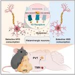 Neuron | 大脑如何选择脂肪摄入？浙江中医药大学陈忠团队最新研究