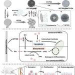 Nature子刊 | 重庆大学蔡开勇团队开发用于增强老年大鼠种植体骨整合的靶向修复策略