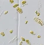 Nature Methods | 分子植物科学卓越创新中心王佳伟团队与合作者联合开发植物单细胞制备新方法FX-Cell