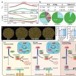 Nature Commun | 植物所贺超英研究团队解析大豆粒重与品质调控新的分子模块及其机制