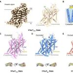 Cell Rep丨尹玉新团队揭示牛磺酸转运蛋白TauT底物识别及抑制剂作用机制