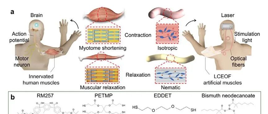 《Adv. Mater.》：液晶弹性体光纤人工肌肉的多模态驱动与精确控制