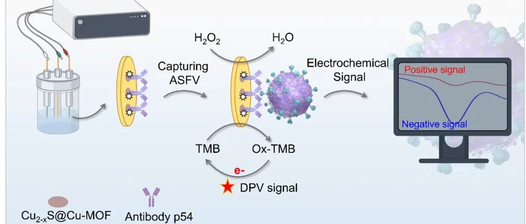 Biosens. Bioelectron. | 基于级联信号放大的分级MOFzyme实现非洲猪瘟病毒超灵敏电化学检测