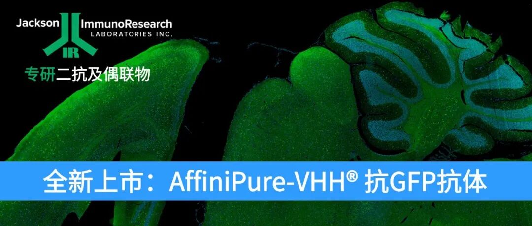 小身材，大能量：AffiniPure-VHH® 抗GFP纳米抗体，解锁成像新境界！