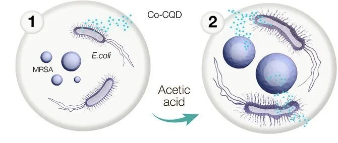 【ACS Nano】掺钴碳量子点与弱乙酸协同作用，消除抗菌素耐药细菌感染