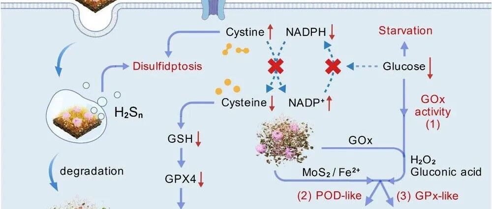 【ACS Nano】空间限域钼基纳米反应器，通过自级联催化诱导四重死亡机制高效抗肿瘤