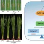 Plant Physiol | 中国农科院植保所宁约瑟研究员团队揭示E3泛素连接酶OsRING80平衡水稻抗病与生长的分子机制