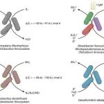 华中农业大学教授一作在Cell大子刊（IF5y=20.5）发文，Nature 揭示微生物重要代谢机制