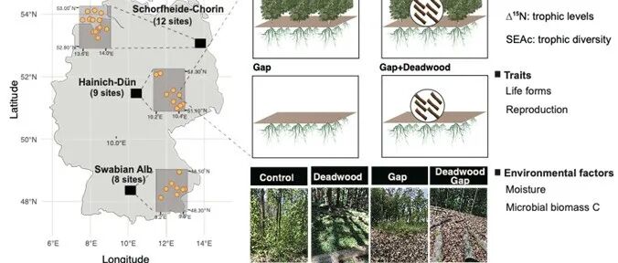 Functional Ecology | 德国哥廷根大学揭示了森林扰动下林窗的形成和倒木的添加对土壤微节肢动物的营养生态位的影响