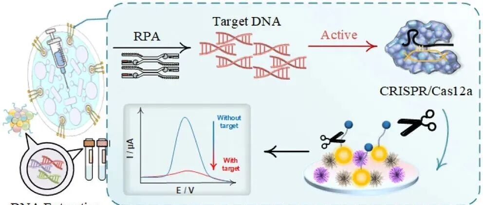 AC.一种基于微流控芯片的电化学生物传感器结合CRISPR/Cas12a用于食源性病原体的同时检测