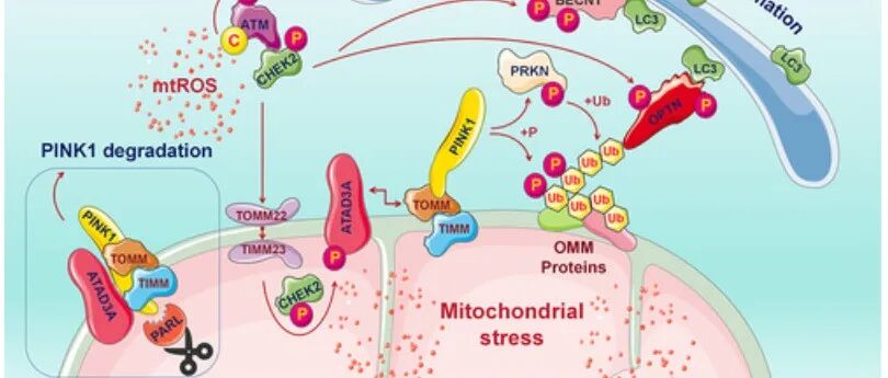 Autophagy | 中国医科大学曹流团队发现调控线粒体自噬的新机制