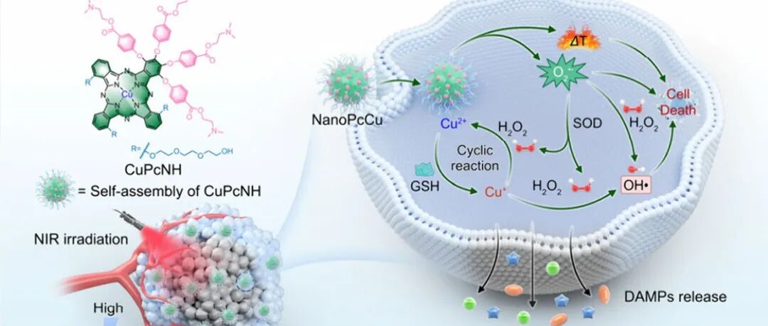 一种不依赖氧气的铜(II)光疗剂用于光激活H2O2以增强抗肿瘤免疫疗法