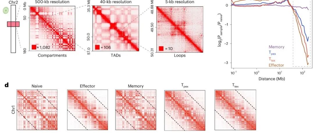 刚发完Science，西湖大学董晨团队合作发Nature Immunology