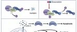 PNAS | 复旦大学杨玲/左伋/张群岭发现介导外周 T 细胞淋巴瘤的化疗耐药性的调控新机制