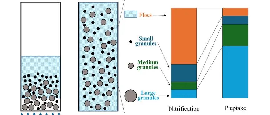 荷兰代尔夫特理工Mark van Loosdrecht院士团队WR：好氧颗粒污泥工艺中颗粒与絮体的不同角色