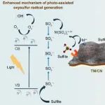 哈工大丁晶、赵庆良等ESE：单原子催化剂的电子结构调控——解锁水处理新路径