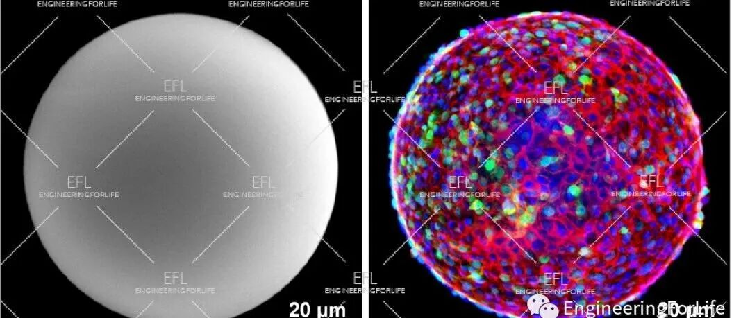 GelMA微球VS细胞培养板，如何让细胞更青睐微球？