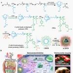 四川大学李建树、谢婧团队 Mater. Today：超声激活环刷聚合物纳米诊疗平台用于糖尿病骨性关节炎的多模态免疫治疗
