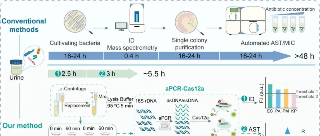 AC.通过不对称聚合酶链反应-Cas12a平台直接从尿液样本中快速进行细菌鉴定和抗菌药敏试验