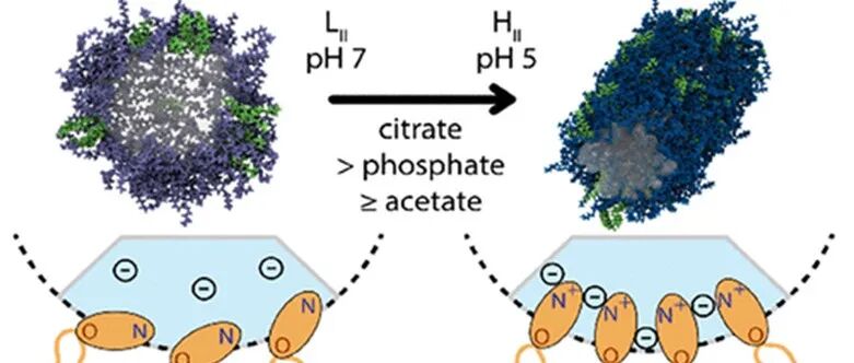 【ACS Nano】缓冲液体系对于可电离脂质纳米颗粒相变行为与转染效率的影响