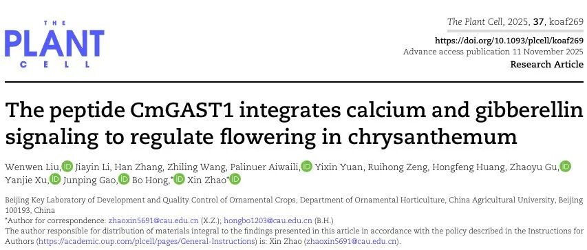文献分享|肽 CmGAST1 通过整合钙信号与赤霉素信号来调控菊花的开花过程