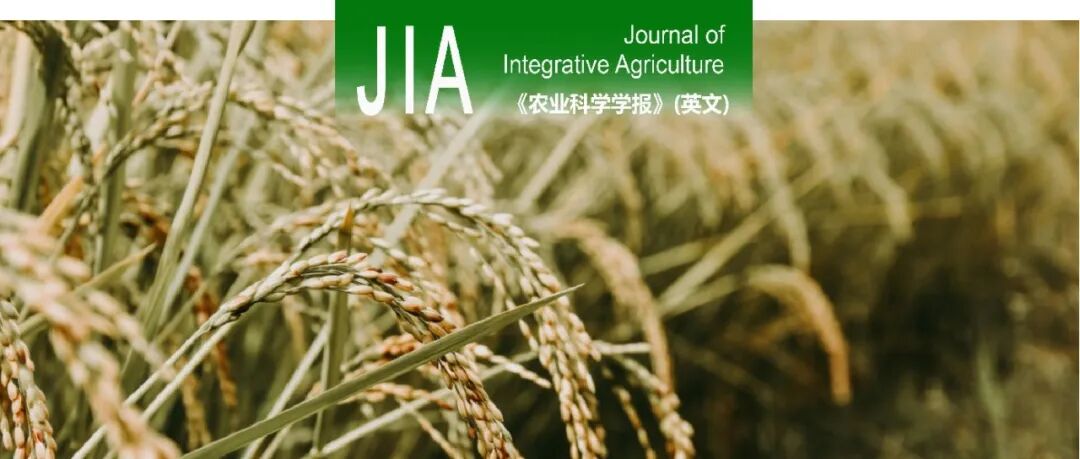 JIA | 德州学院/中国水稻研究所揭示P型PPR蛋白YGS调控水稻叶绿体发育的分子机制