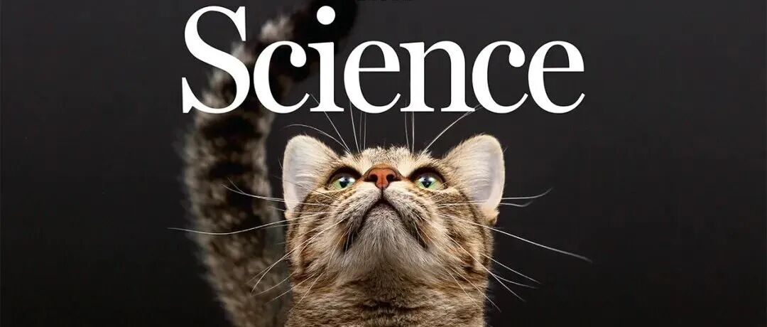 【Science封面论文】古DNA大爆料：现代家猫的老家竟在北非！