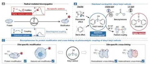JACS|生物正交光催化蛋白质的稳定酮基标记和交联
