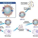ACS Nano：天然巨噬细胞膜包裹的纳米颗粒可作为多效脓毒症治疗策略以隔离炎症和毒性介质