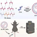 JACS：氢键辅助的双组分脂质纳米颗粒用于实现脾脏特异性mRNA递送